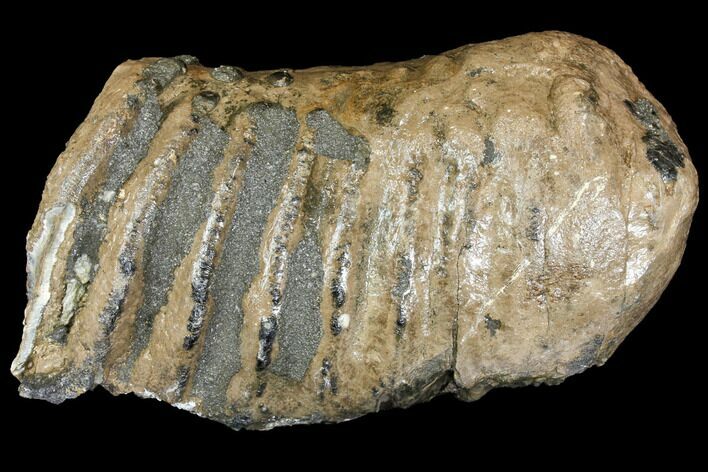 Partial Southern Mammoth Molar - Hungary #149860